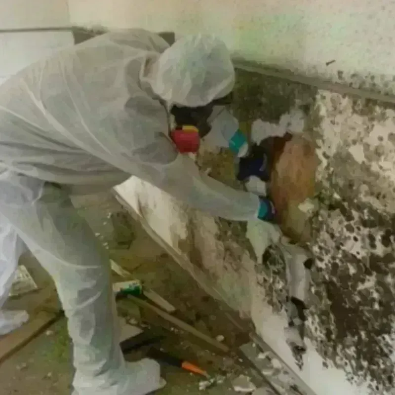 Mold Remediation and Removal in Mercer County, IL